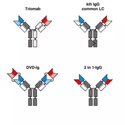 轻重链错配的双特异性抗体的分离
