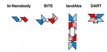 轻重链错配的双特异性抗体的分离